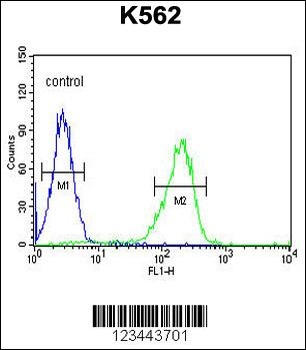 CLIC6 Antibody