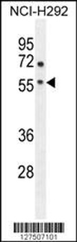 ADORA2A Antibody