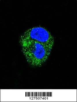 ADORA2A Antibody