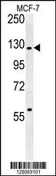 RABGAP1 Antibody