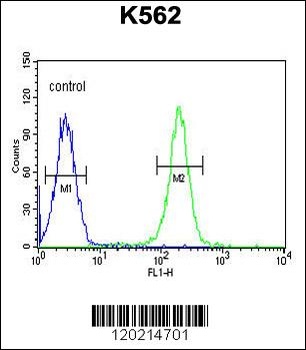 PAX1 Antibody