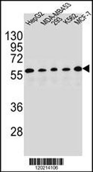 PAX1 Antibody