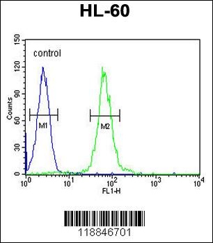 ABCD1 Antibody