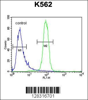 KBTBD5 Antibody