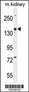 COBL Antibody