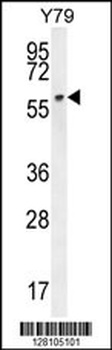 LCOR Antibody