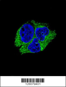 SERPINI1 Antibody