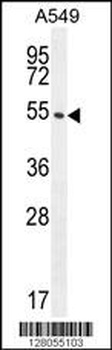 C1orf51 Antibody