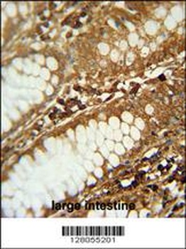 C1orf51 Antibody