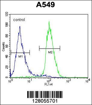 C1orf51 Antibody