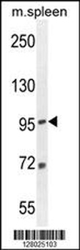 EFTUD1 Antibody