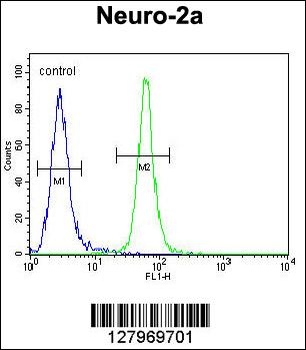 TMEM65 Antibody