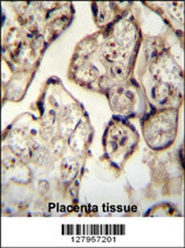 SYT8 Antibody