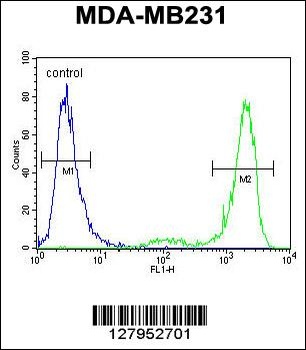 KCNT2 Antibody