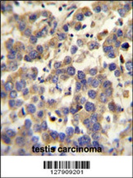 LYPD4 Antibody