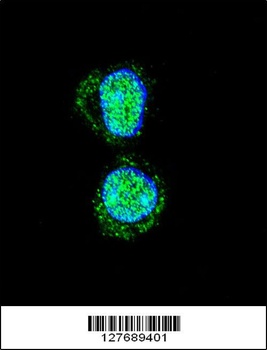 HOXA10 Antibody