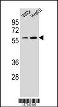 HOXA10 Antibody