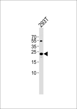 TFAM Antibody