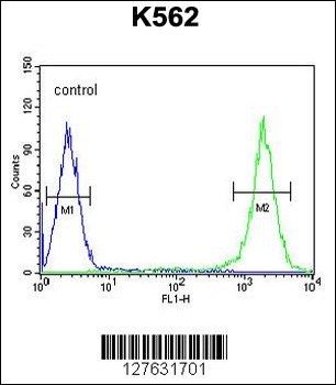 TFAM Antibody