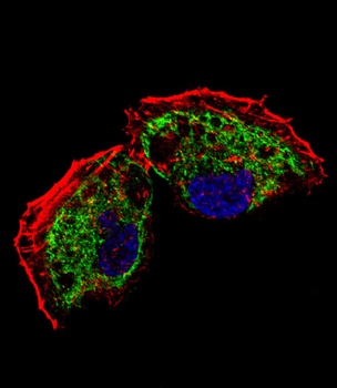 TFAM Antibody