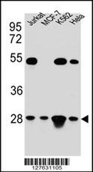 TFAM Antibody