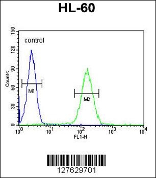 NOS1AP Antibody