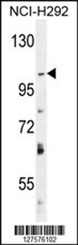 DAGLA Antibody