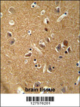 DAGLA Antibody