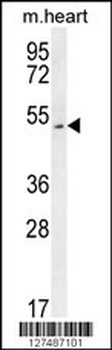 SLC10A4 Antibody