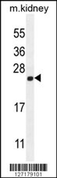 CALML4 Antibody