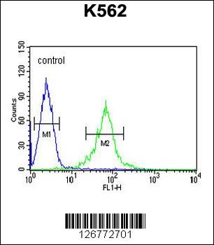 GAS2L1 Antibody