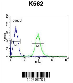 KATNAL1 Antibody