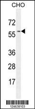 GTPBP2 Antibody