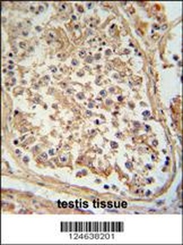 GTPBP2 Antibody