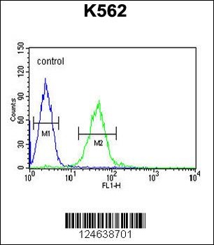 GTPBP2 Antibody