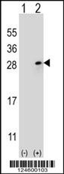 FGF9 Antibody