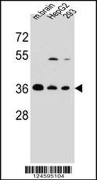 FBXO2 Antibody