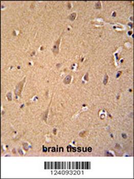 GCC2 Antibody