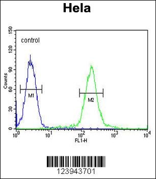 GALNT4 Antibody