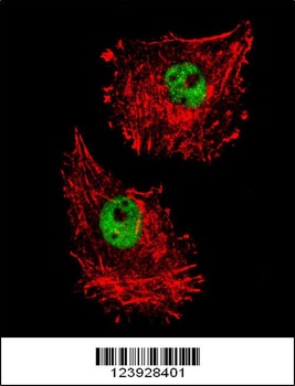 FUS Antibody