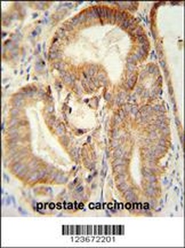 CLDN7 Antibody