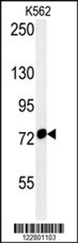 HSPA9 Antibody