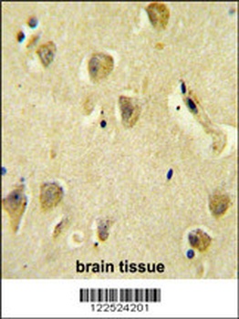 PP1R14C Antibody