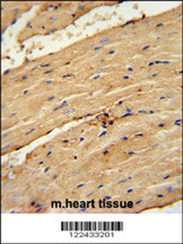 TIMP4 Antibody