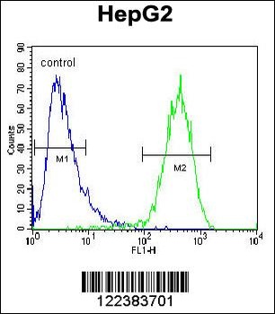 ABCC10 Antibody