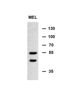 MINPP1 Antibody