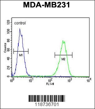 AMACR Antibody