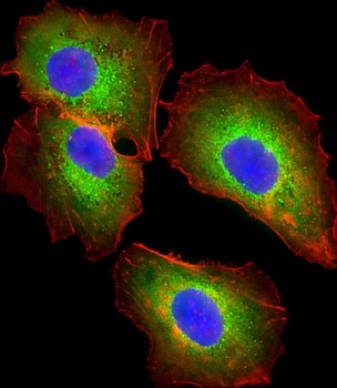 AHSG Antibody