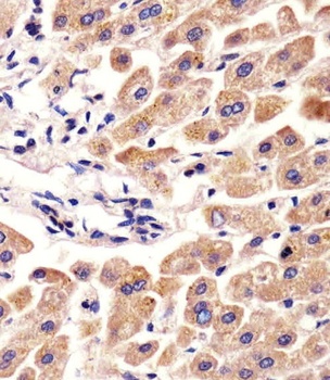 AHSG Antibody