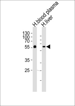 AHSG Antibody